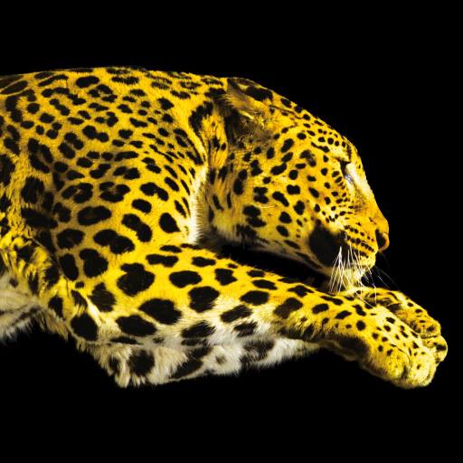 Festival del film Locarno